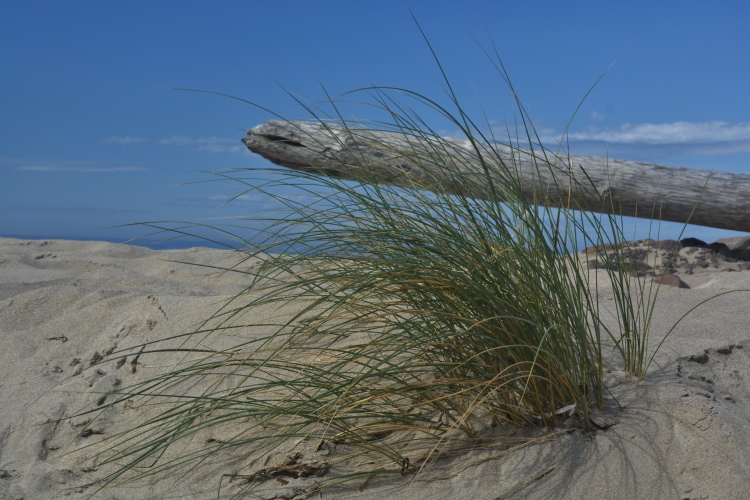 huge log on beach